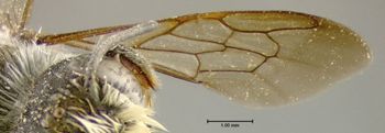 Media type: image;   Entomology 610873 Aspect: front wing